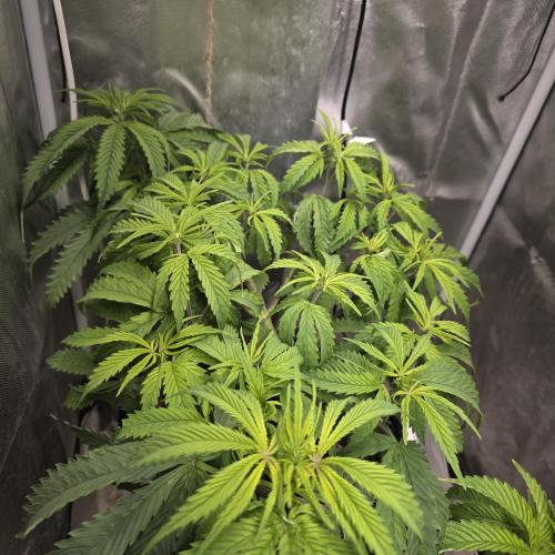 Cali Orange - DP. Week 13