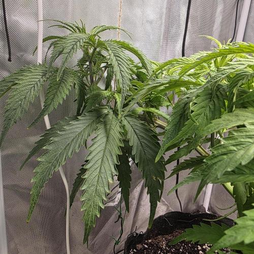 Cali Orange - DP. Week 13