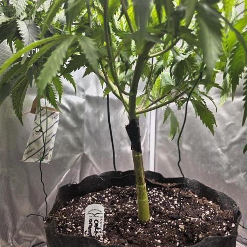 Cali Orange - DP. Week 14