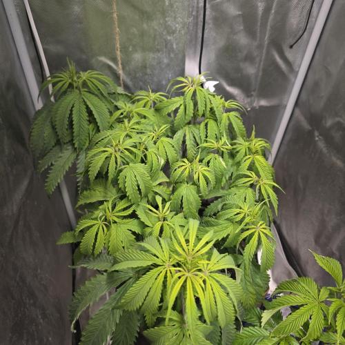 Cali Orange - DP. Week 14