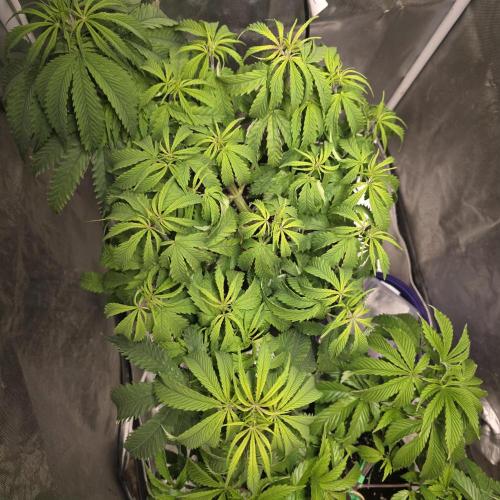 Cali Orange - DP. Week 14