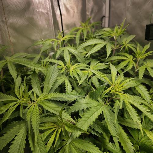 Cali Orange - DP. Week 15