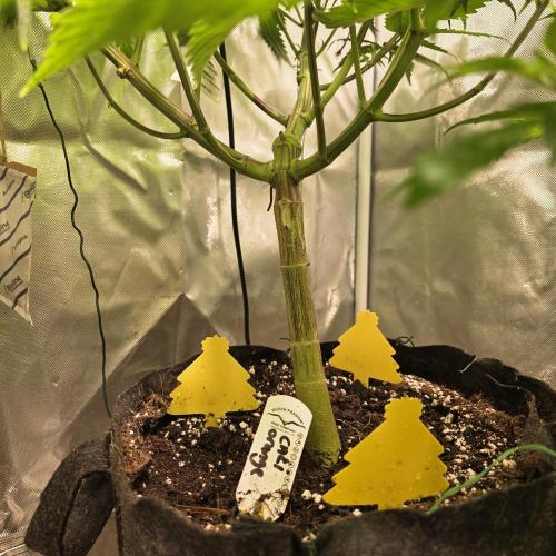 Cali Orange - DP. Week 15