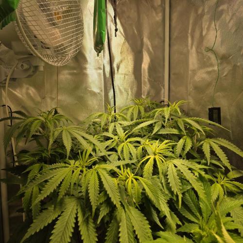 Cali Orange - DP. Week 15