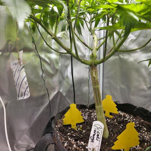 Cali Orange - DP. Week 15