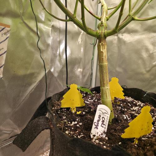 Cali Orange - DP. Week 16