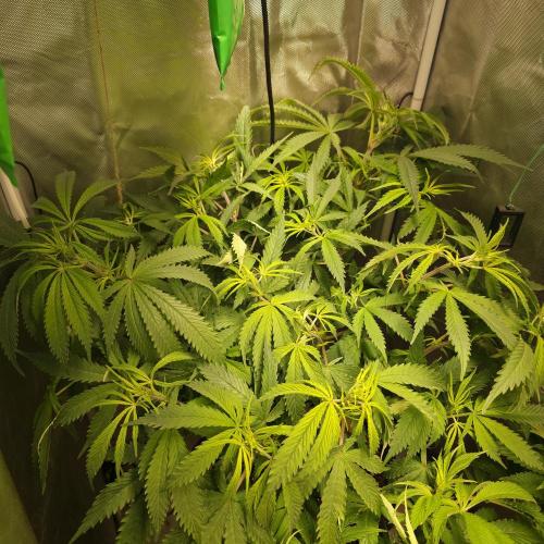 Cali Orange - DP. Week 16