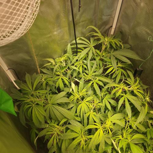 Cali Orange - DP. Week 16