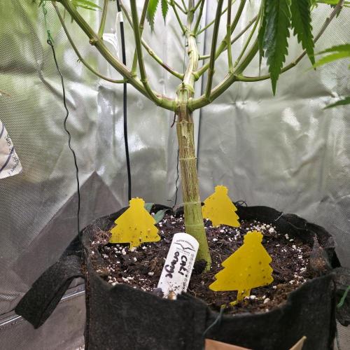 Cali Orange - DP. Week 17