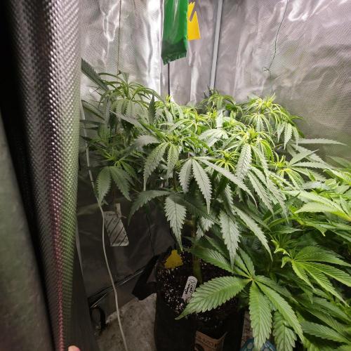 Cali Orange - DP. Week 17