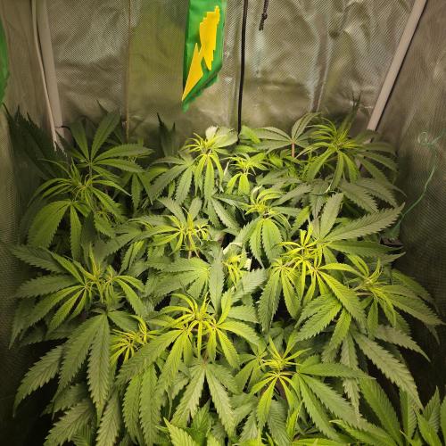 Cali Orange - DP. Week 17