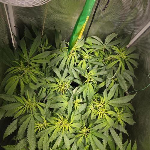 Cali Orange - DP. Week 17