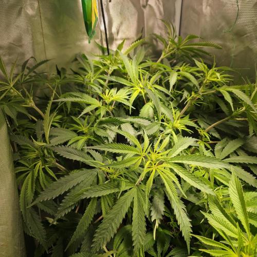 Cali Orange - DP. Week 17