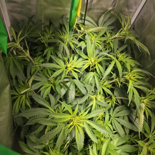 Cali Orange - DP. Week 17