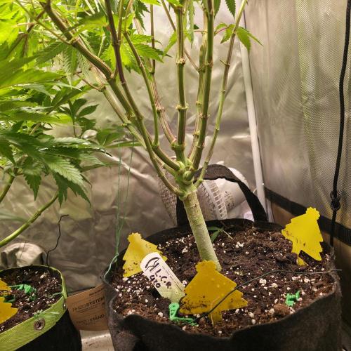 LCR 420 1st run. Week 16