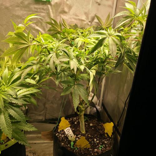 LCR 420 1st run. Week 16