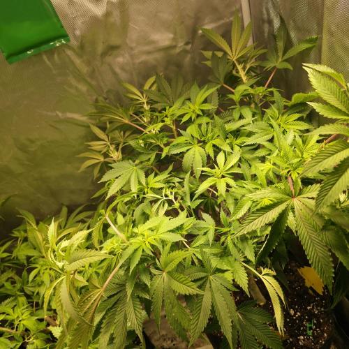 LCR 420 1st run. Week 16