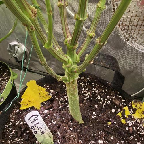 LCR 420 1st run. Week 17