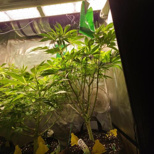 LCR 420 1st run. Week 17