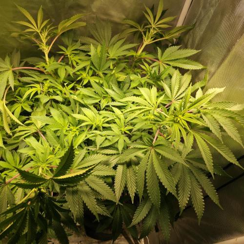 LCR 420 1st run. Week 17