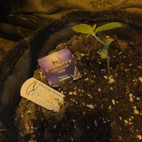 Eternity Cup "26. Week 2