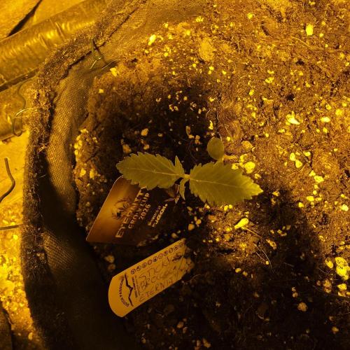 Eternity Cup "26. Week 2