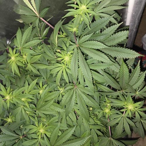 LCR 420 1st run. Week 18