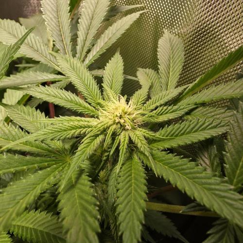 LCR 420 1st run. Week 19