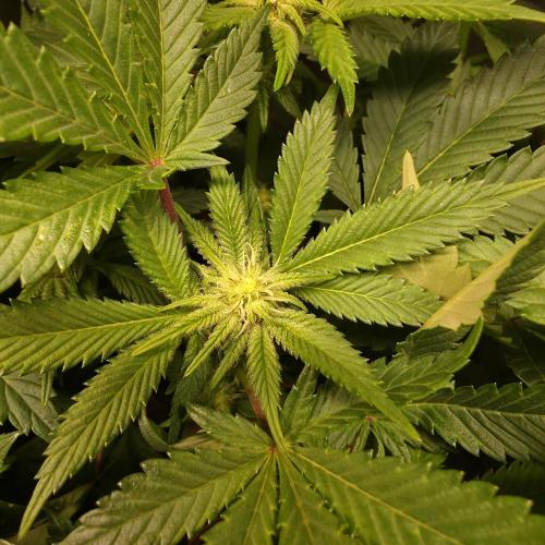 LCR 420 1st run. Week 19