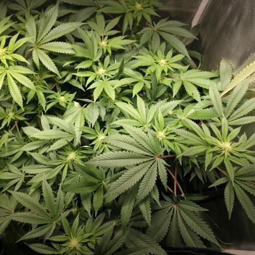 LCR 420 1st run. Week 19