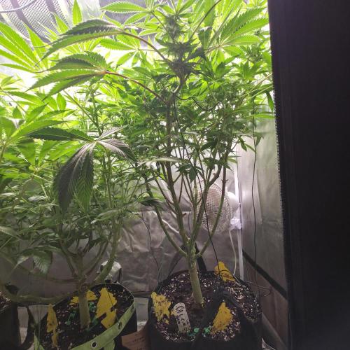 LCR 420 1st run. Week 20