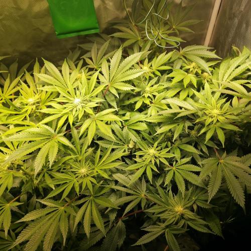 LCR 420 1st run. Week 20