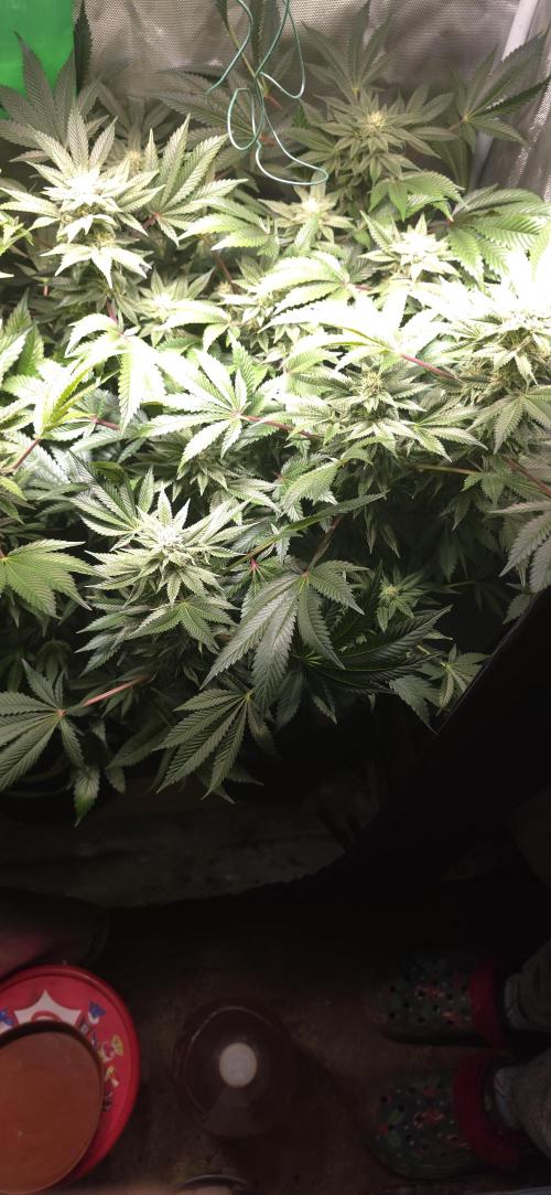 LCR 420 1st run. Week 21