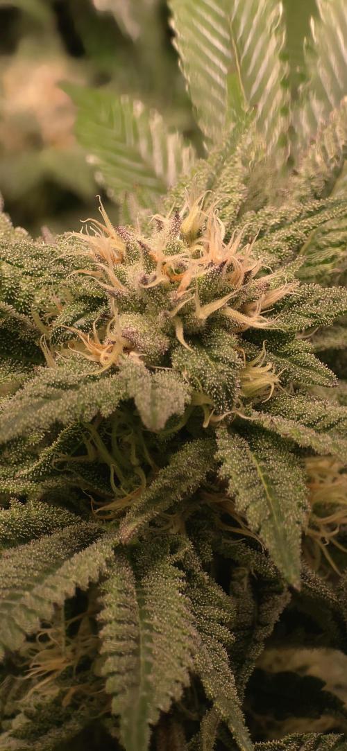 LCR 420 1st run. Week 21