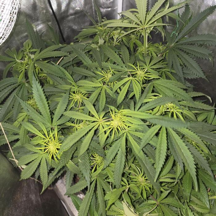 Cali Orange - DP. Week 18