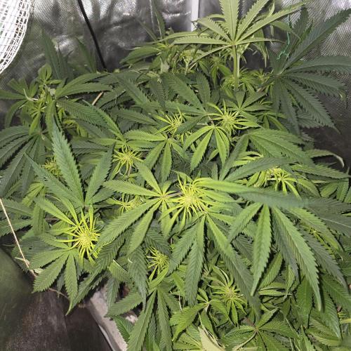 Californian Orange. Week 18
