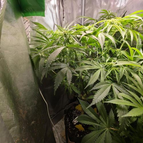 Cali Orange - DP. Week 19