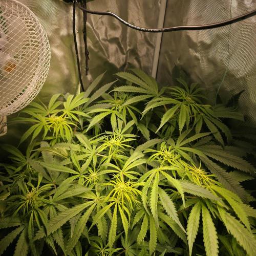 Cali Orange - DP. Week 19