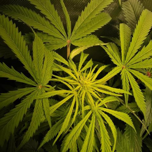 Cali Orange - DP. Week 19
