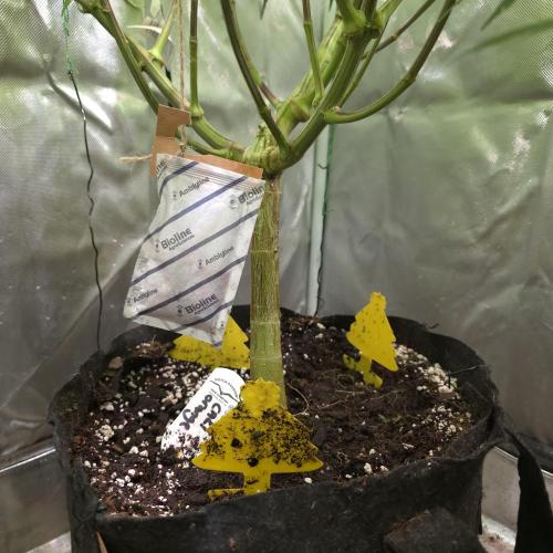 Cali Orange - DP. Week 20