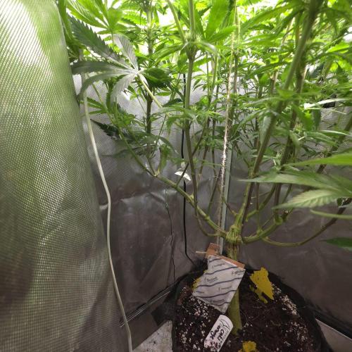 Cali Orange - DP. Week 20