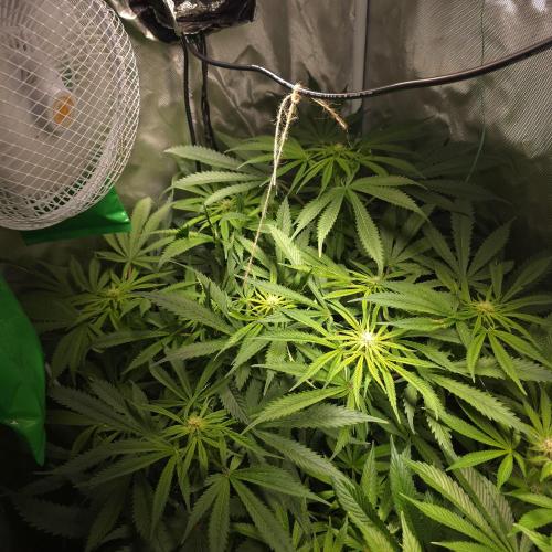 Cali Orange - DP. Week 20