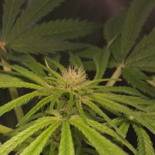 Cali Orange - DP. Week 20
