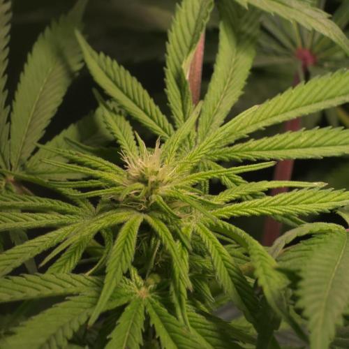 Cali Orange - DP. Week 20
