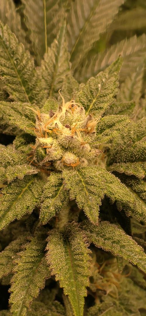 LCR 420 1st run. Week 22