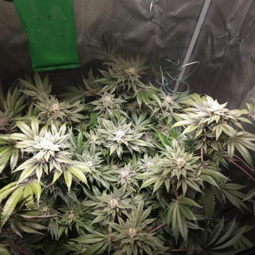 LCR 420 1st run. Week 23
