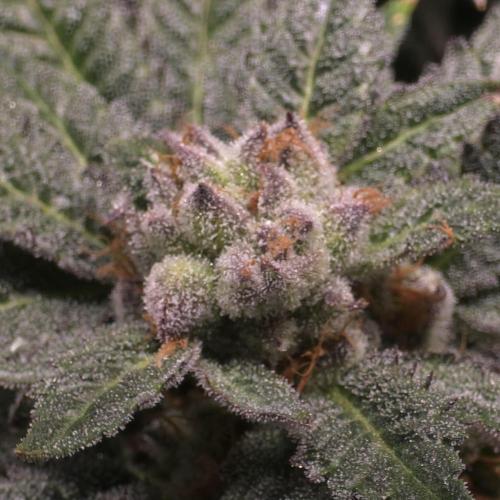 LCR 420 1st run. Week 23