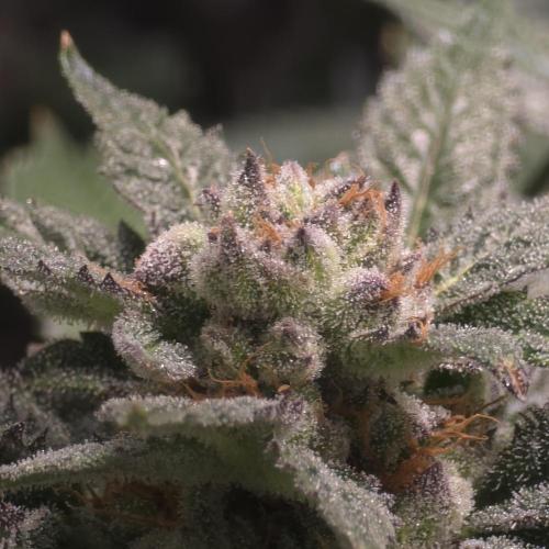 LCR 420 1st run. Week 24