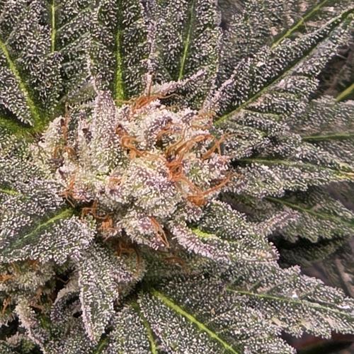 LCR 420 1st run. Week 24