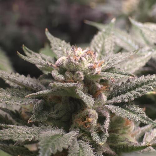 LCR 420 1st run. Week 24